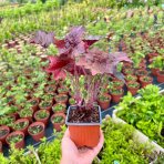 Heuchera hybridná (Heuchera Hybrida) ´PALACE PURPLE´ - kont. P9